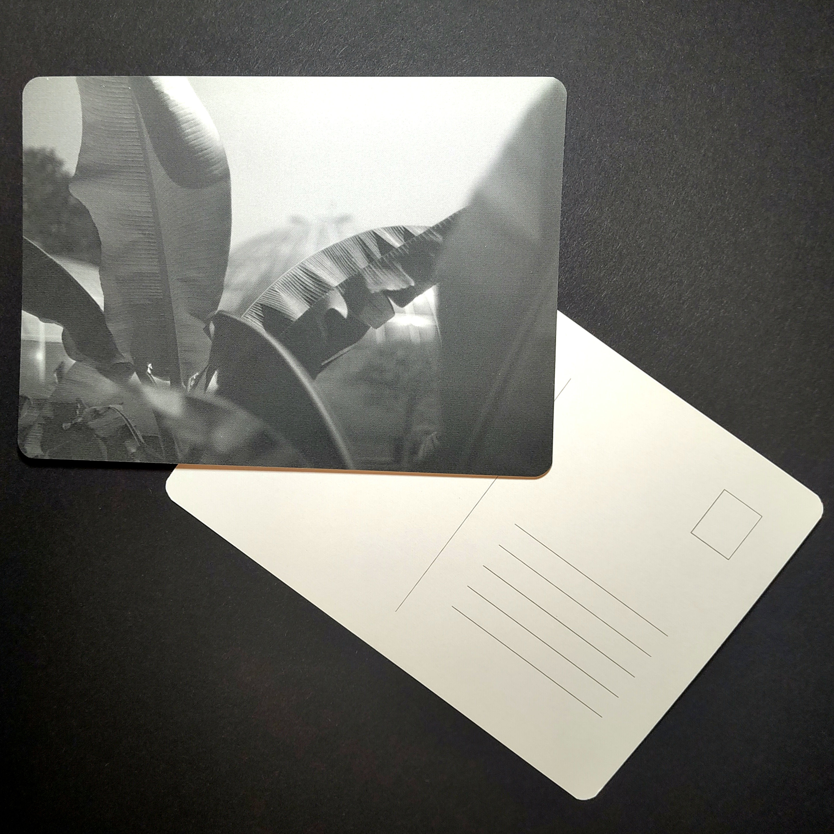 November Postcard - Palm in Botanischer Garten Zürich